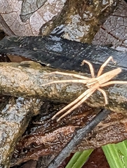 Pisaurina dubia