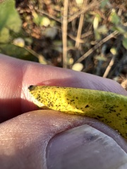 Lonicera dioica