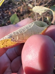 Lonicera dioica