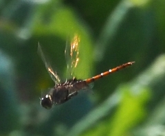 Tauriphila australis