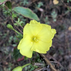 Oenothera drummondii