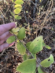 Lonicera dioica