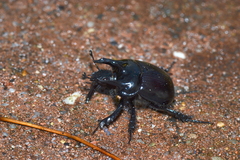 Typhaeus typhoeus