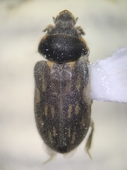 Heterocerus fenestratus