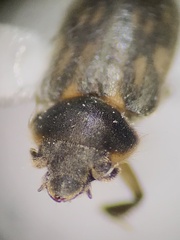 Heterocerus fenestratus