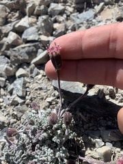 Chaenactis douglasii douglasii