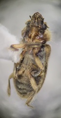 Heterocerus fenestratus