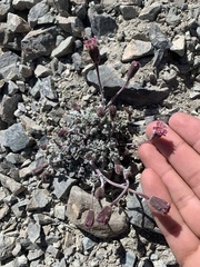 Chaenactis douglasii douglasii