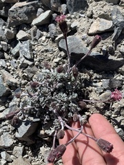 Chaenactis douglasii douglasii