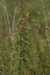 Chromolaena pulchella