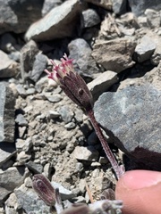 Chaenactis douglasii douglasii
