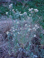 Pseudognaphalium oligandrum