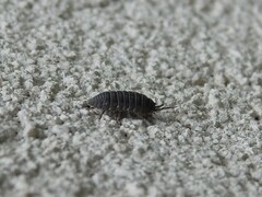 Armadillidium nasatum