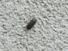 Armadillidium nasatum