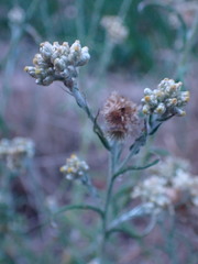Pseudognaphalium oligandrum