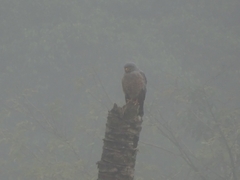Harpagus bidentatus