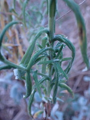 Pseudognaphalium oligandrum