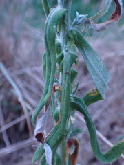 Pseudognaphalium oligandrum