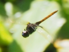 Tauriphila australis