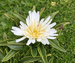 Hypochaeris sessiliflora