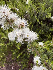 Kunzea ambigua