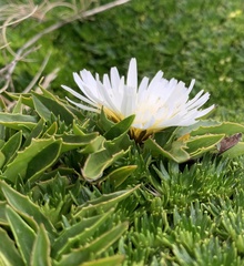 Hypochaeris sessiliflora
