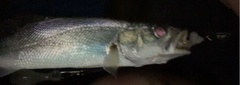 Cynoscion arenarius