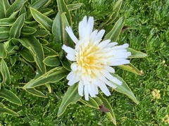 Hypochaeris sessiliflora