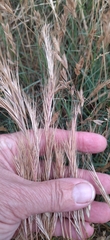 Festuca myuros