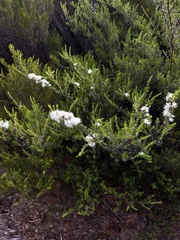 Kunzea ambigua