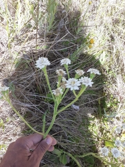 Holocheilus brasiliensis