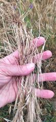 Festuca myuros