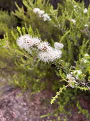 Kunzea ambigua