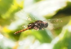 Tauriphila australis