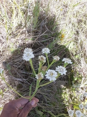 Holocheilus brasiliensis