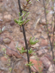 Eriocephalus racemosus