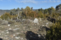 Floccularia luteovirens