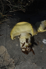 Floccularia luteovirens