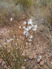 Eriocephalus racemosus