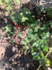 Lopezia racemosa