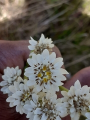 Holocheilus brasiliensis