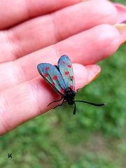 Zygaena dorycnii