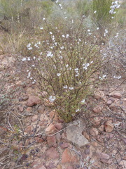 Eriocephalus racemosus