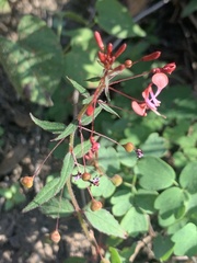 Lopezia racemosa