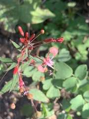Lopezia racemosa