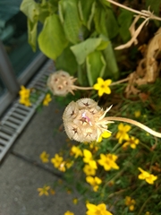 Asteraceae