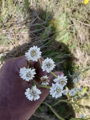 Holocheilus brasiliensis