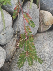 Phyllanthaceae