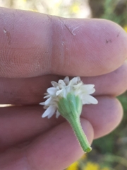 Holocheilus brasiliensis