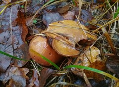 Suillus luteus